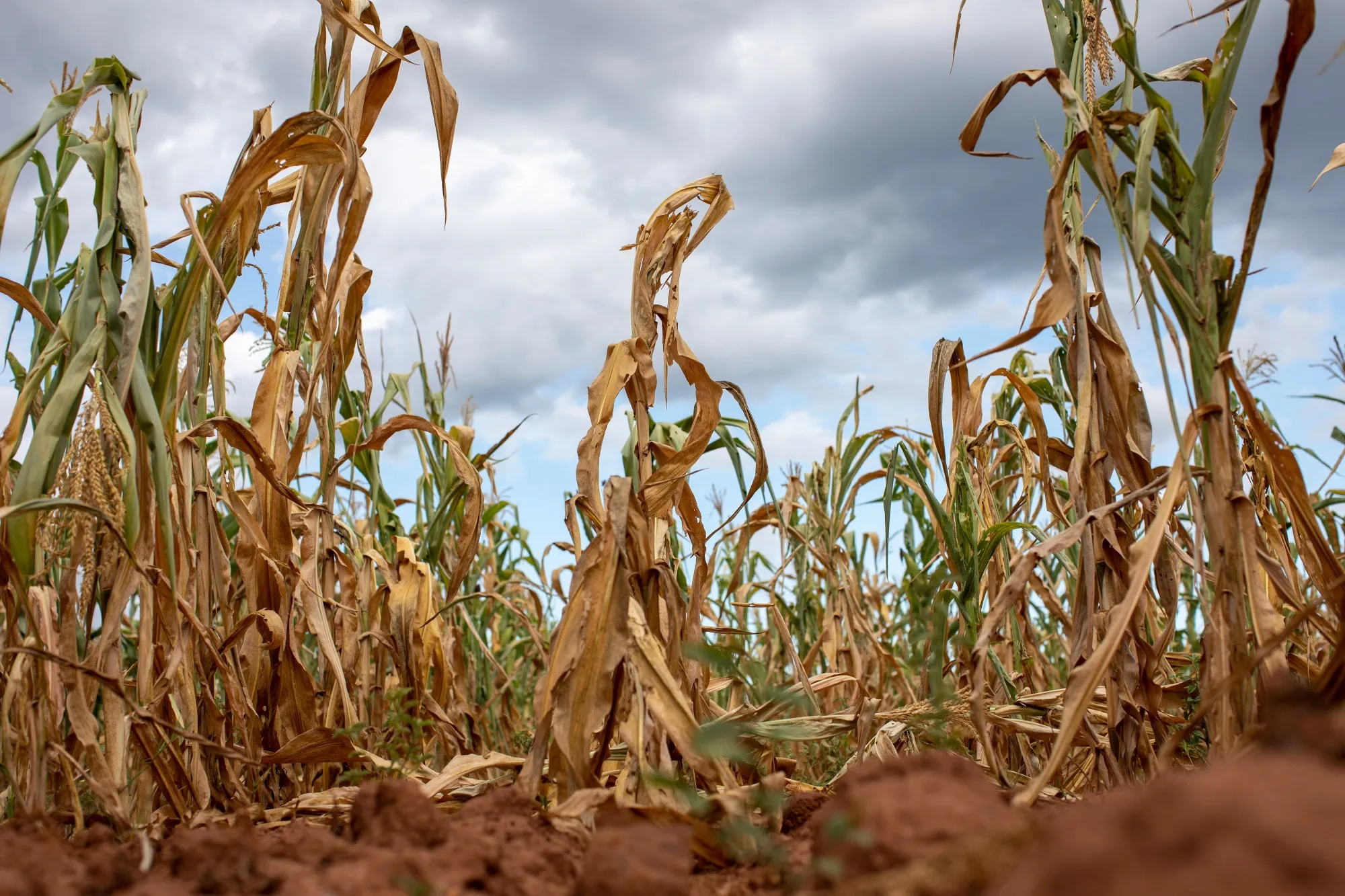 Tokenized Climate Derivatives 2026: The New Standard for Weather Risk